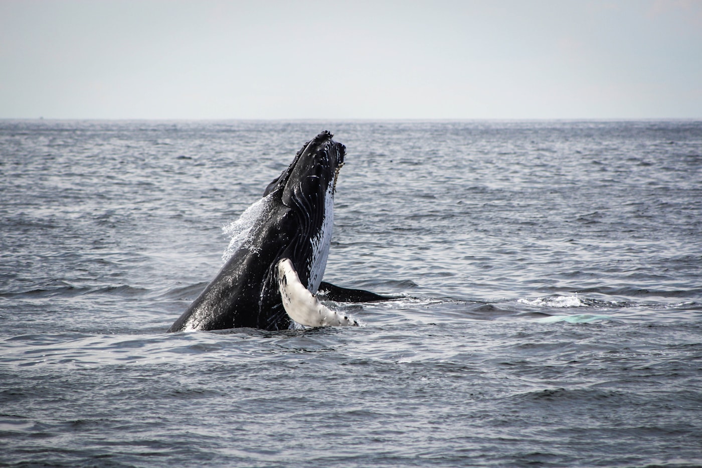 DeepSeek 305B — whale mark for V4-Flash-Vision-Exp